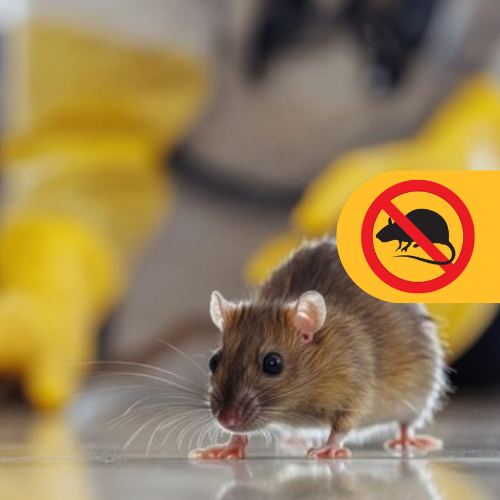 Residential Services: image showing a family home with pest control technician
